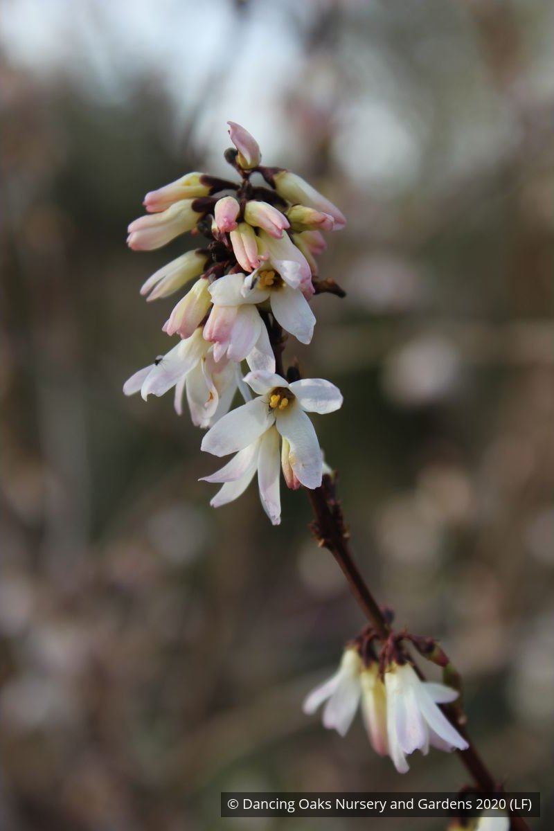 Shrubs ~ Abeliophyllum distichum, White Forsythia ~ Dancing Oaks Nursery and Gardens ~ Retail Nursery ~ Mail Order Nursery