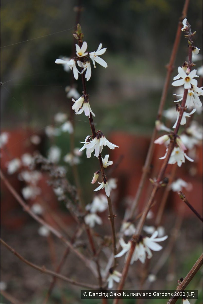 Shrubs ~ Abeliophyllum distichum, White Forsythia ~ Dancing Oaks Nursery and Gardens ~ Retail Nursery ~ Mail Order Nursery