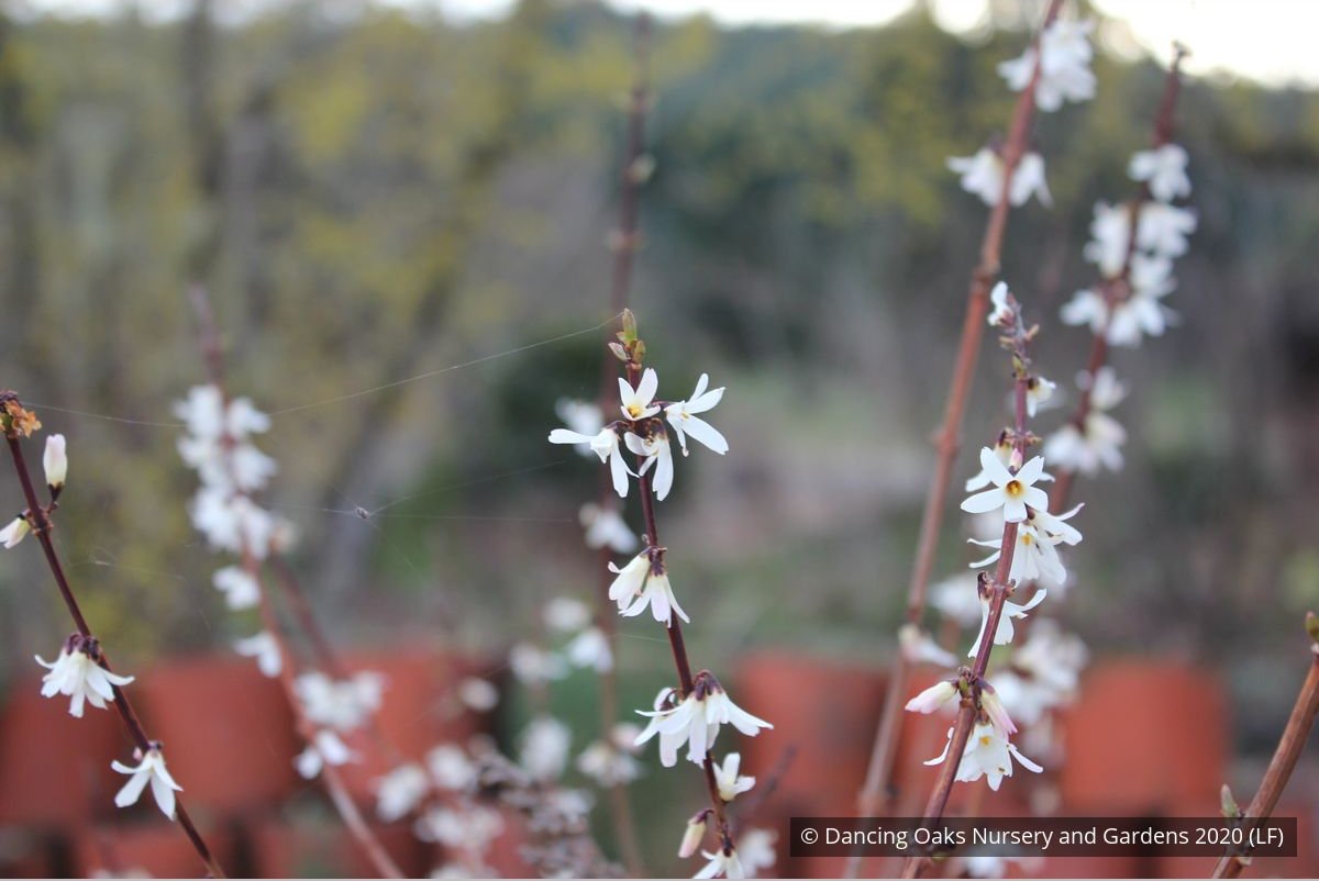 Shrubs ~ Abeliophyllum distichum, White Forsythia ~ Dancing Oaks Nursery and Gardens ~ Retail Nursery ~ Mail Order Nursery
