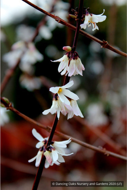 Shrubs ~ Abeliophyllum distichum, White Forsythia ~ Dancing Oaks Nursery and Gardens ~ Retail Nursery ~ Mail Order Nursery