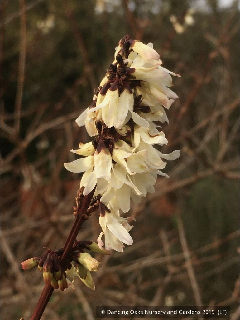 Shrubs ~ Abeliophyllum distichum, White Forsythia ~ Dancing Oaks Nursery and Gardens ~ Retail Nursery ~ Mail Order Nursery