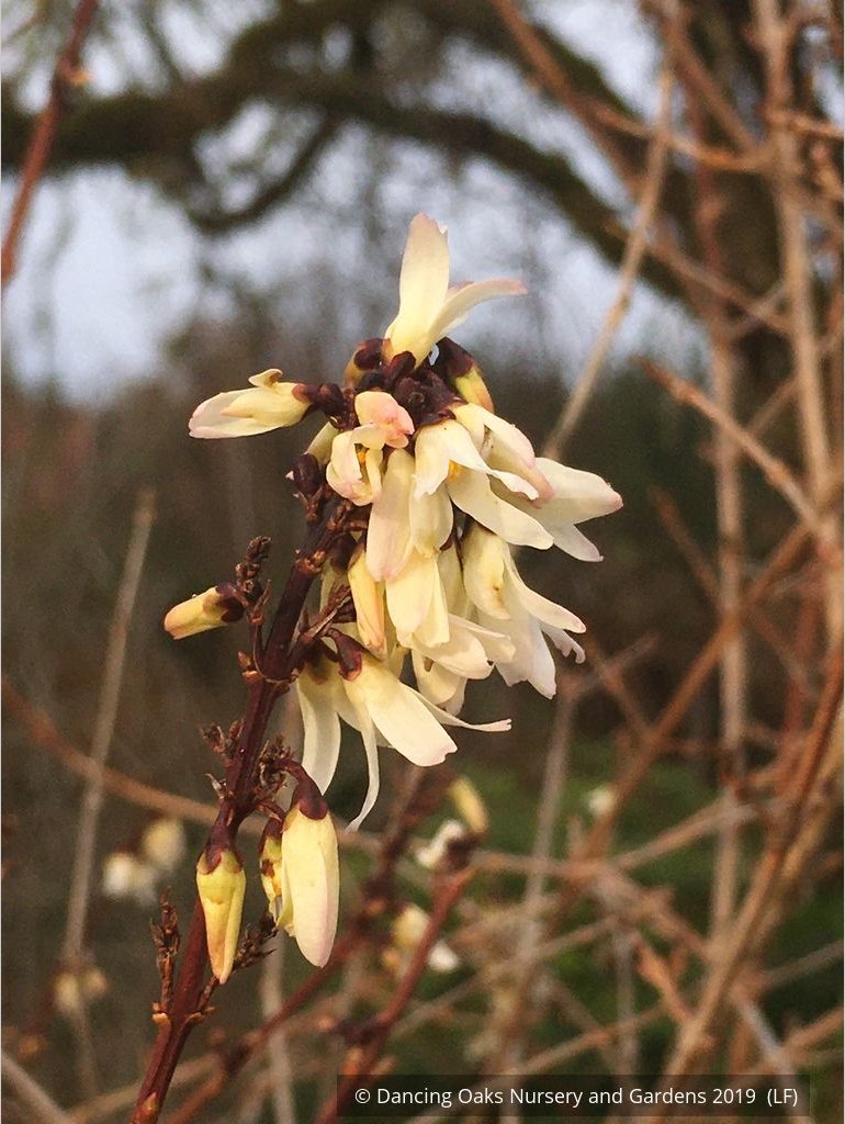 Shrubs ~ Abeliophyllum distichum, White Forsythia ~ Dancing Oaks Nursery and Gardens ~ Retail Nursery ~ Mail Order Nursery