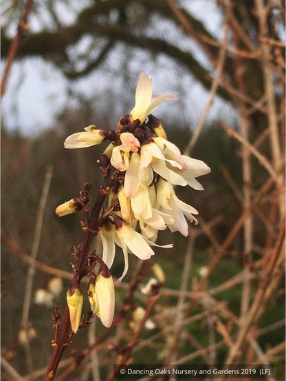 Shrubs ~ Abeliophyllum distichum, White Forsythia ~ Dancing Oaks Nursery and Gardens ~ Retail Nursery ~ Mail Order Nursery