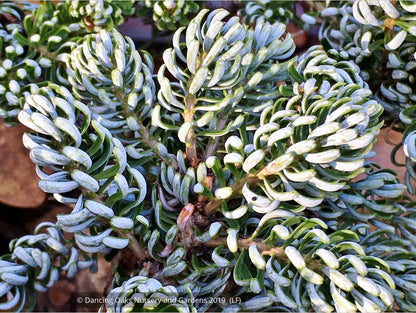 Shrubs ~ Abies koreana 'Kohouts Ice Breaker', Korean Fir ~ Dancing Oaks Nursery and Gardens ~ Retail Nursery ~ Mail Order Nursery