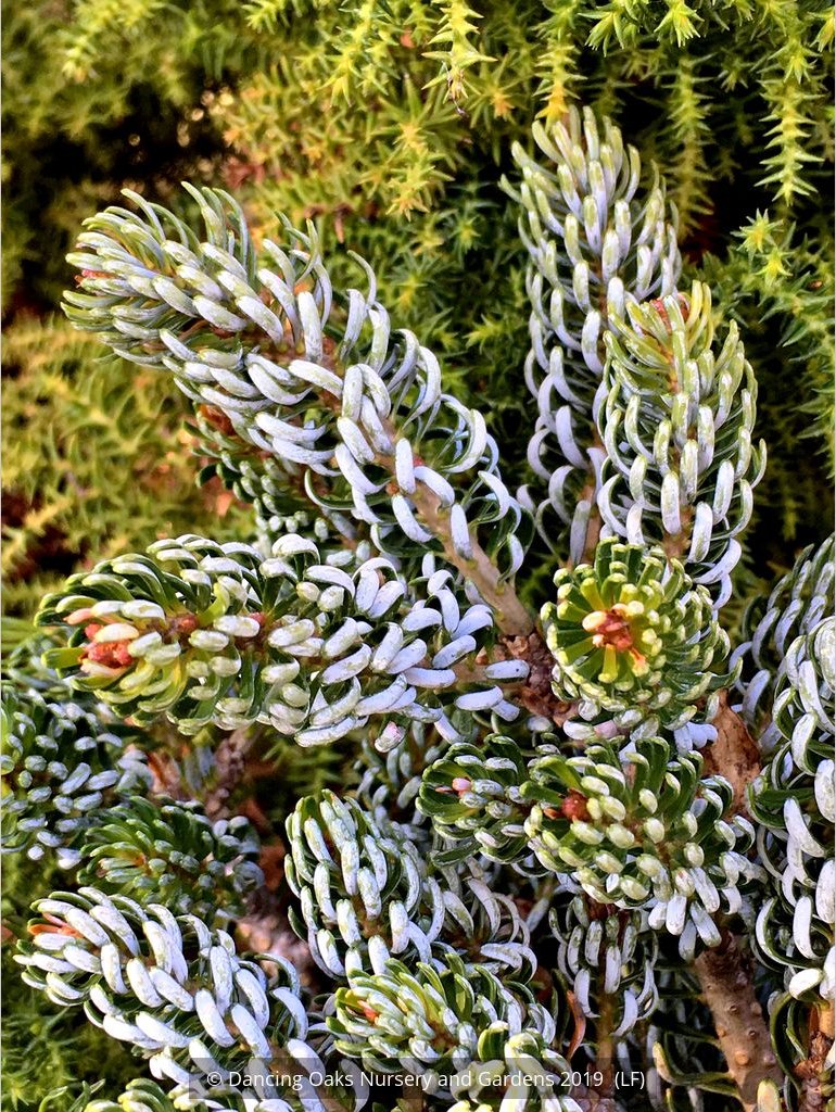 Shrubs ~ Abies koreana 'Kohouts Ice Breaker', Korean Fir ~ Dancing Oaks Nursery and Gardens ~ Retail Nursery ~ Mail Order Nursery