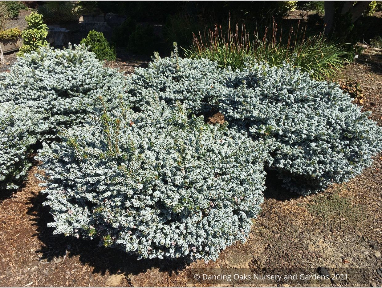 Shrubs ~ Abies koreana 'Kohouts Ice Breaker', Korean Fir ~ Dancing Oaks Nursery and Gardens ~ Retail Nursery ~ Mail Order Nursery