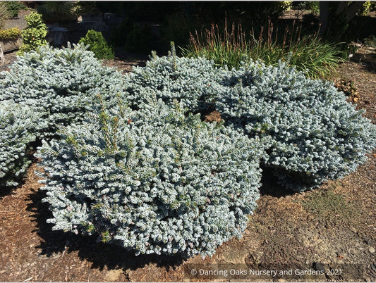 Shrubs ~ Abies koreana 'Kohouts Ice Breaker', Korean Fir ~ Dancing Oaks Nursery and Gardens ~ Retail Nursery ~ Mail Order Nursery