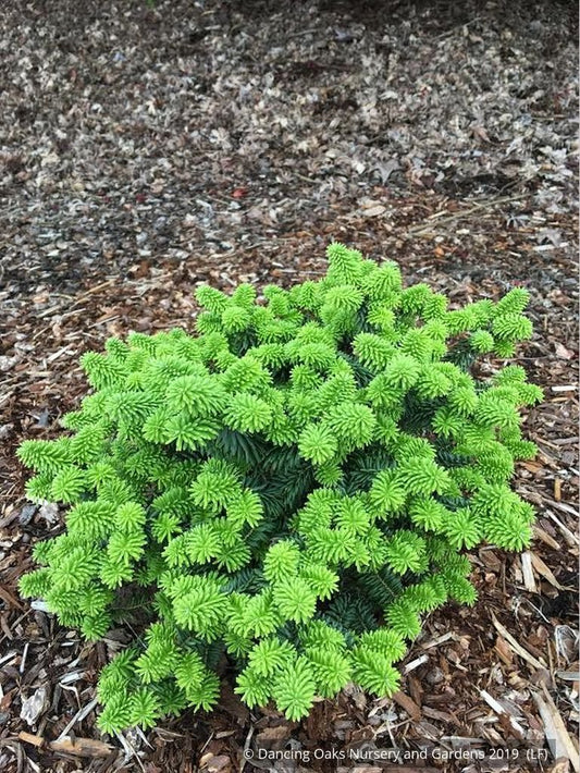 Trees ~ Abies balsamea 'Piccolo', Dwarf Balsam Fir ~ Dancing Oaks Nursery and Gardens ~ Retail Nursery ~ Mail Order Nursery