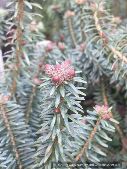 Trees ~ Abies balsamea 'Piccolo', Dwarf Balsam Fir ~ Dancing Oaks Nursery and Gardens ~ Retail Nursery ~ Mail Order Nursery