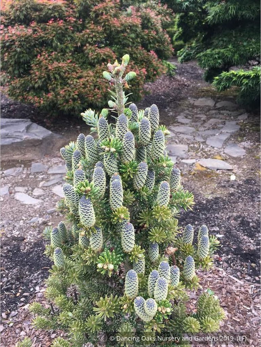 Trees ~ Abies koreana 'Gait', Dwarf Korean Fir ~ Dancing Oaks Nursery and Gardens ~ Retail Nursery ~ Mail Order Nursery