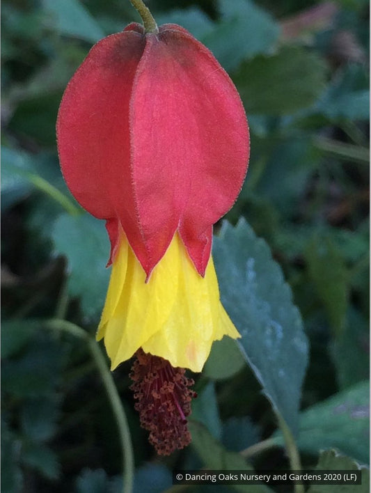 Shrubs ~ Abutilon megapotamicum, Trailing abutilon ~ Dancing Oaks Nursery and Gardens ~ Retail Nursery ~ Mail Order Nursery