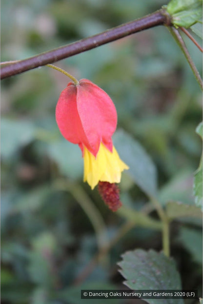 Shrubs ~ Abutilon megapotamicum, Trailing abutilon ~ Dancing Oaks Nursery and Gardens ~ Retail Nursery ~ Mail Order Nursery