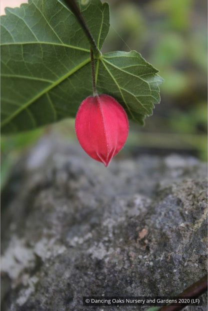 Shrubs ~ Abutilon megapotamicum, Trailing abutilon ~ Dancing Oaks Nursery and Gardens ~ Retail Nursery ~ Mail Order Nursery
