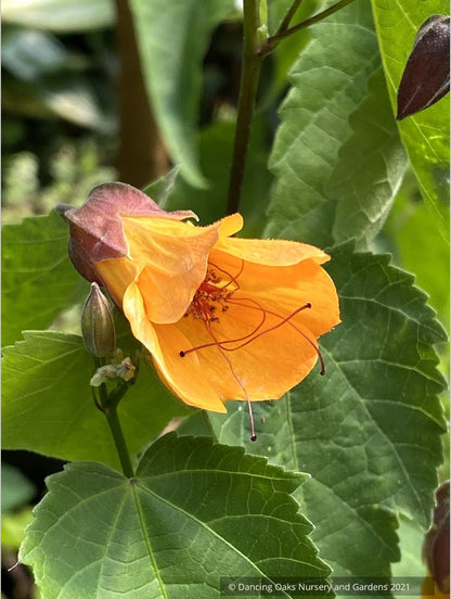 Abutilon 'Tangerine Scream', Flowering Maple