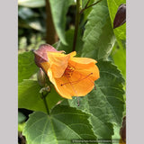 Abutilon 'Tangerine Scream', Flowering Maple