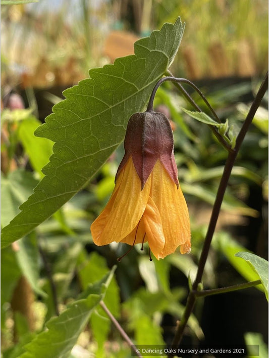 Abutilon 'Tangerine Scream', Flowering Maple