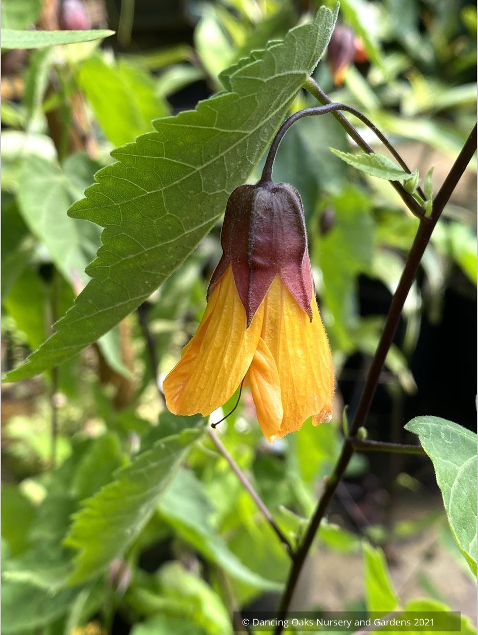 Abutilon 'Tangerine Scream', Flowering Maple