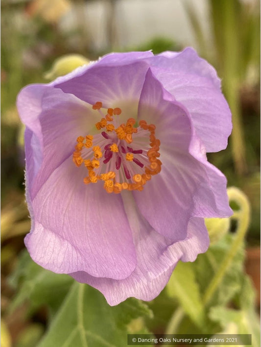 Shrubs ~ Abutilon vitifolium seedling, Flowering Maple ~ Dancing Oaks Nursery and Gardens ~ Retail Nursery ~ Mail Order Nursery