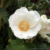 Shrubs ~ Abutilon vitifolium 'Tennant's White', Flowering Maple ~ Dancing Oaks Nursery and Gardens ~ Retail Nursery ~ Mail Order Nursery