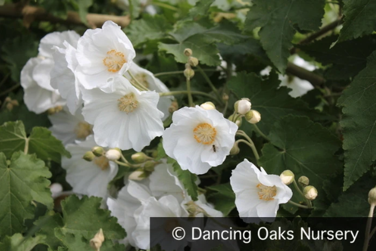 Shrubs ~ Abutilon vitifolium 'Tennant's White', Flowering Maple ~ Dancing Oaks Nursery and Gardens ~ Retail Nursery ~ Mail Order Nursery