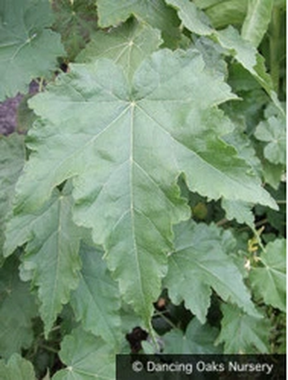 Shrubs ~ Abutilon vitifolium 'Tennant's White', Flowering Maple ~ Dancing Oaks Nursery and Gardens ~ Retail Nursery ~ Mail Order Nursery