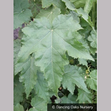 Shrubs ~ Abutilon vitifolium 'Tennant's White', Flowering Maple ~ Dancing Oaks Nursery and Gardens ~ Retail Nursery ~ Mail Order Nursery