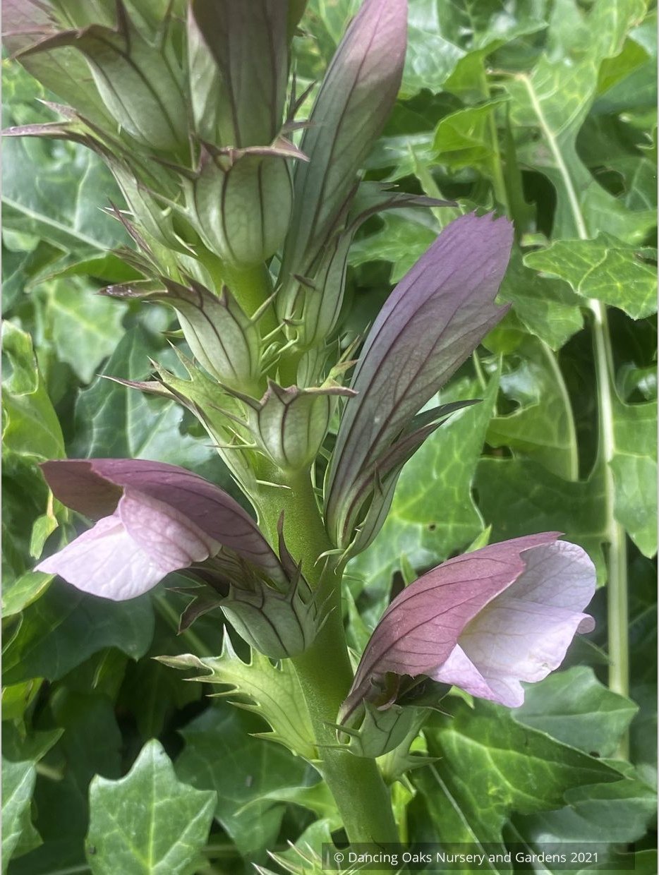 Acanthus hungaricus 'White Lips', Bear's Breeches