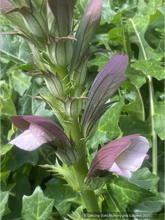 Acanthus hungaricus 'White Lips', Bear's Breeches