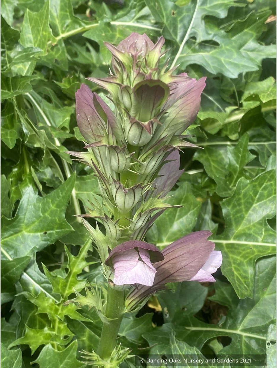 Acanthus hungaricus 'White Lips', Bear's Breeches