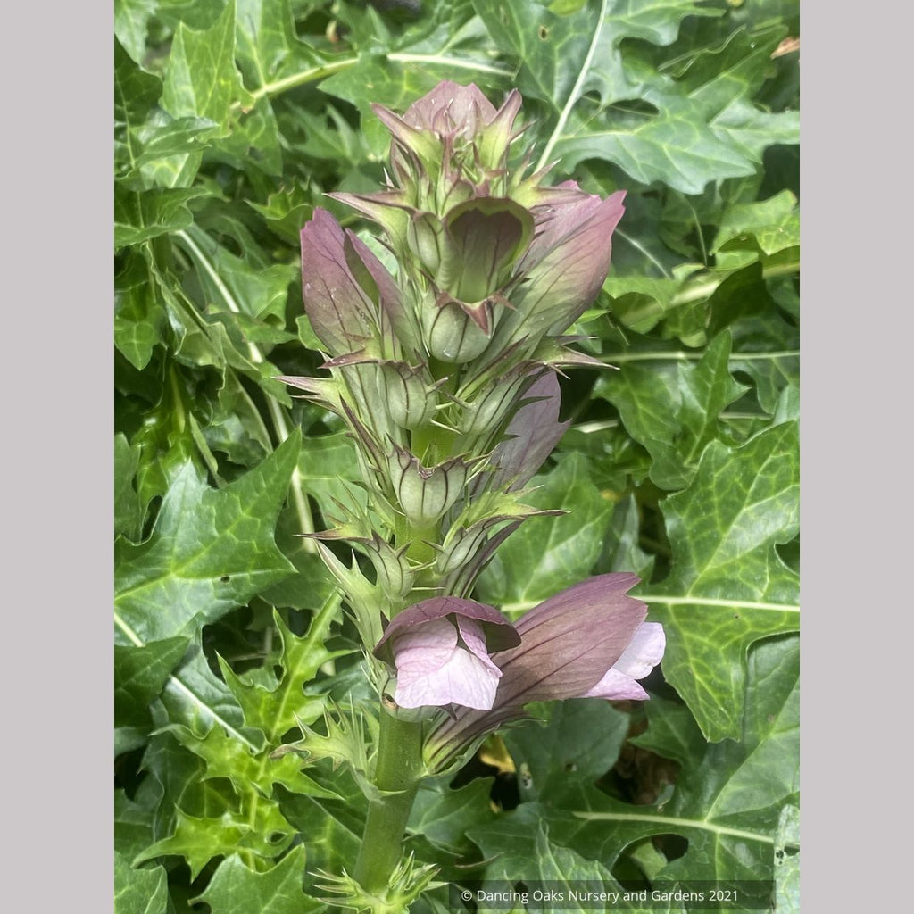 Acanthus hungaricus 'White Lips', Bear's Breeches – Dancing Oaks