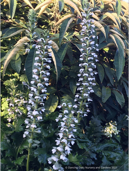 Acanthus mollis 'Rue Ledan', White Bear's Breeches