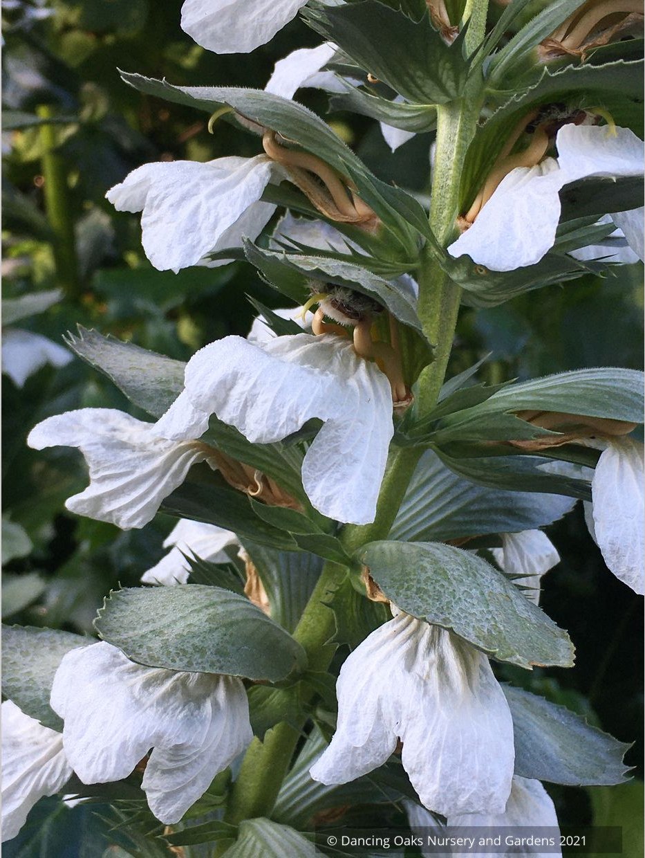 Acanthus mollis 'Rue Ledan', White Bear's Breeches