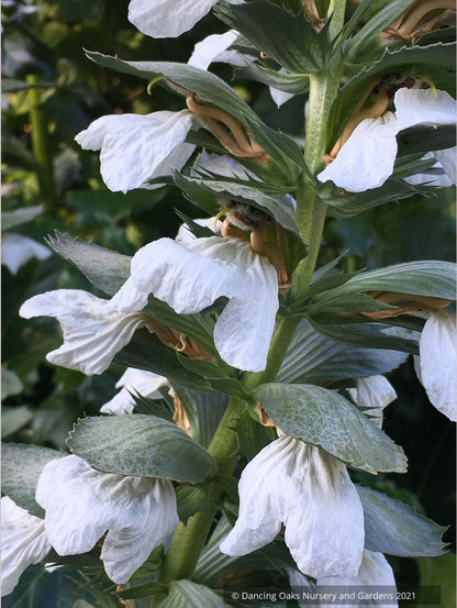 Acanthus mollis 'Rue Ledan', White Bear's Breeches