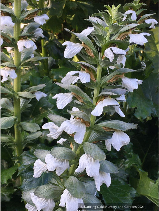 Acanthus mollis 'Rue Ledan', White Bear's Breeches
