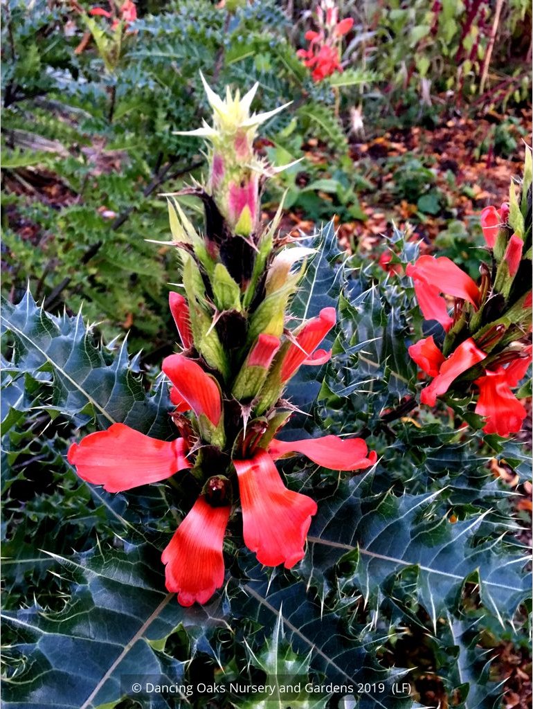 Perennials ~ Acanthus sennii, Ethiopian Acanthus ~ Dancing Oaks Nursery and Gardens ~ Retail Nursery ~ Mail Order Nursery