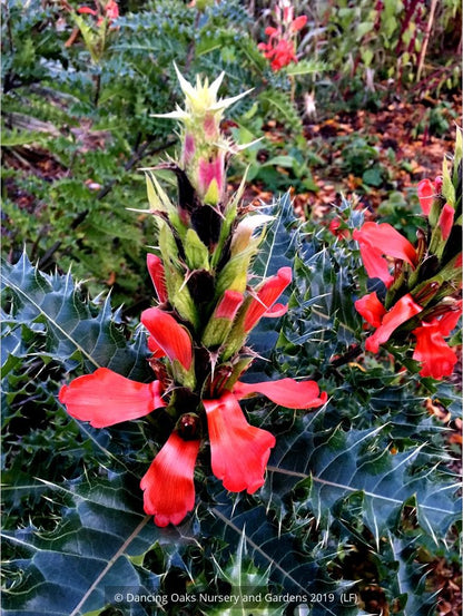 Perennials ~ Acanthus sennii, Ethiopian Acanthus ~ Dancing Oaks Nursery and Gardens ~ Retail Nursery ~ Mail Order Nursery