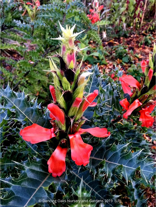 Perennials ~ Acanthus sennii, Ethiopian Acanthus ~ Dancing Oaks Nursery and Gardens ~ Retail Nursery ~ Mail Order Nursery