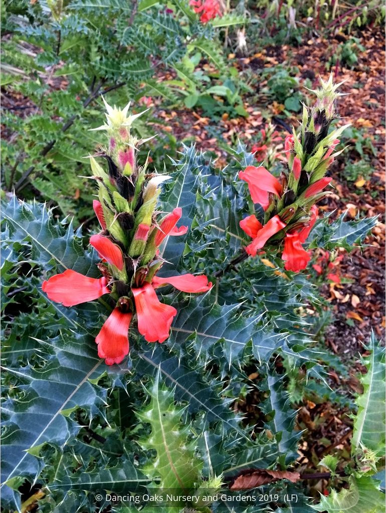 Perennials ~ Acanthus sennii, Ethiopian Acanthus ~ Dancing Oaks Nursery and Gardens ~ Retail Nursery ~ Mail Order Nursery