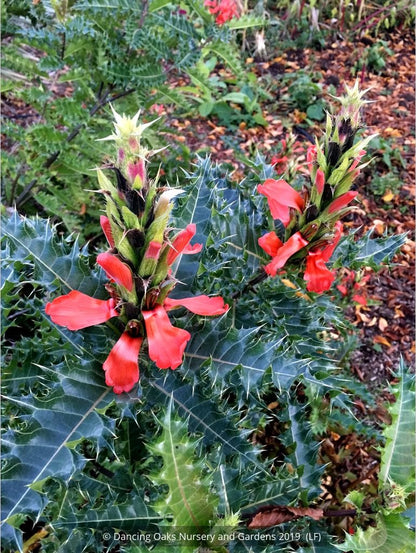 Perennials ~ Acanthus sennii, Ethiopian Acanthus ~ Dancing Oaks Nursery and Gardens ~ Retail Nursery ~ Mail Order Nursery