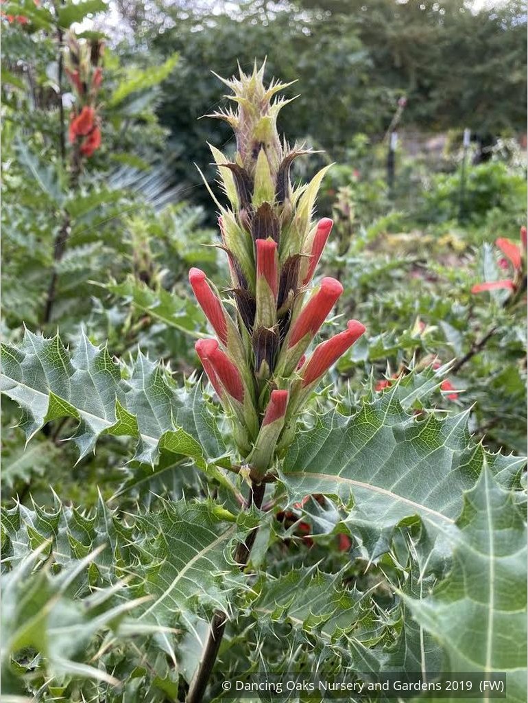 Perennials ~ Acanthus sennii, Ethiopian Acanthus ~ Dancing Oaks Nursery and Gardens ~ Retail Nursery ~ Mail Order Nursery