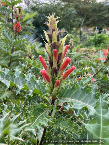 Perennials ~ Acanthus sennii, Ethiopian Acanthus ~ Dancing Oaks Nursery and Gardens ~ Retail Nursery ~ Mail Order Nursery