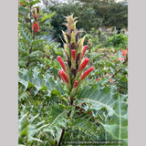 Perennials ~ Acanthus sennii, Ethiopian Acanthus ~ Dancing Oaks Nursery and Gardens ~ Retail Nursery ~ Mail Order Nursery