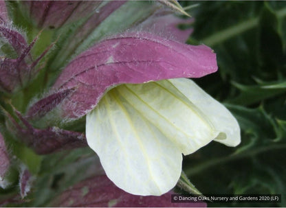 Perennials ~ Acanthus syriacus, Syrian Acanthus ~ Dancing Oaks Nursery and Gardens ~ Retail Nursery ~ Mail Order Nursery
