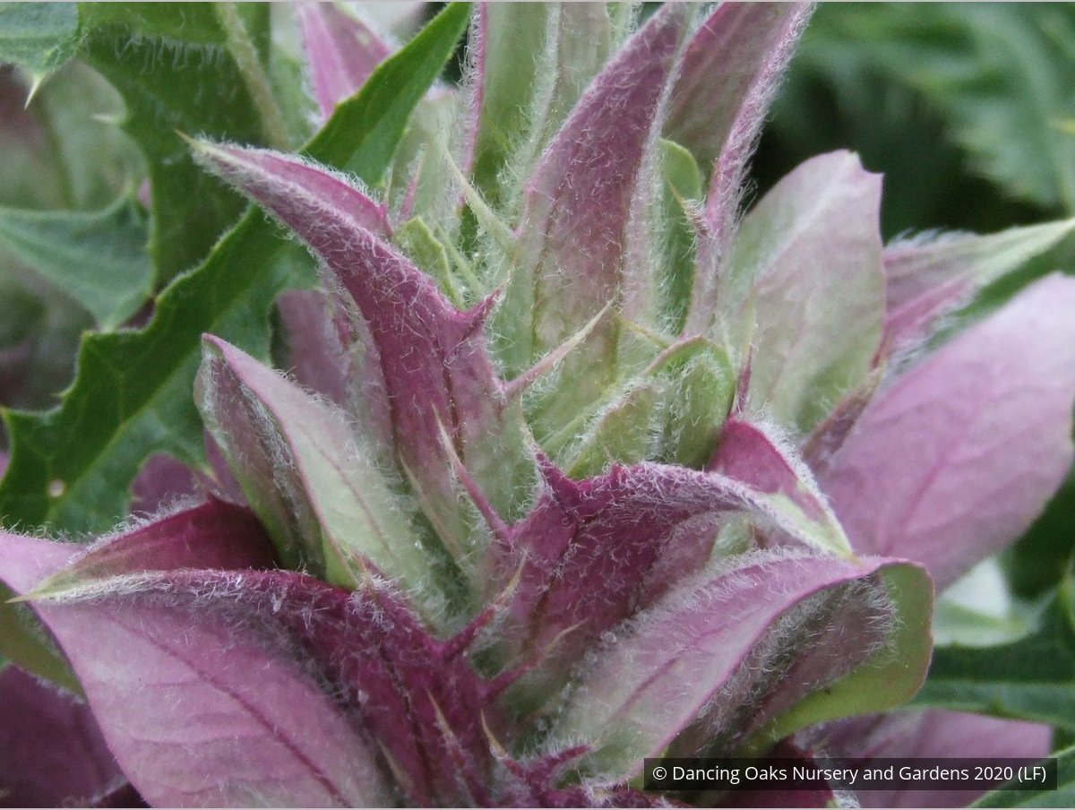 Perennials ~ Acanthus syriacus, Syrian Acanthus ~ Dancing Oaks Nursery and Gardens ~ Retail Nursery ~ Mail Order Nursery