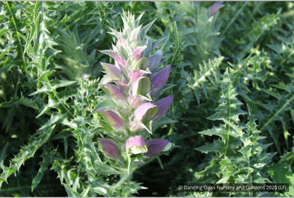 Perennials ~ Acanthus syriacus, Syrian Acanthus ~ Dancing Oaks Nursery and Gardens ~ Retail Nursery ~ Mail Order Nursery
