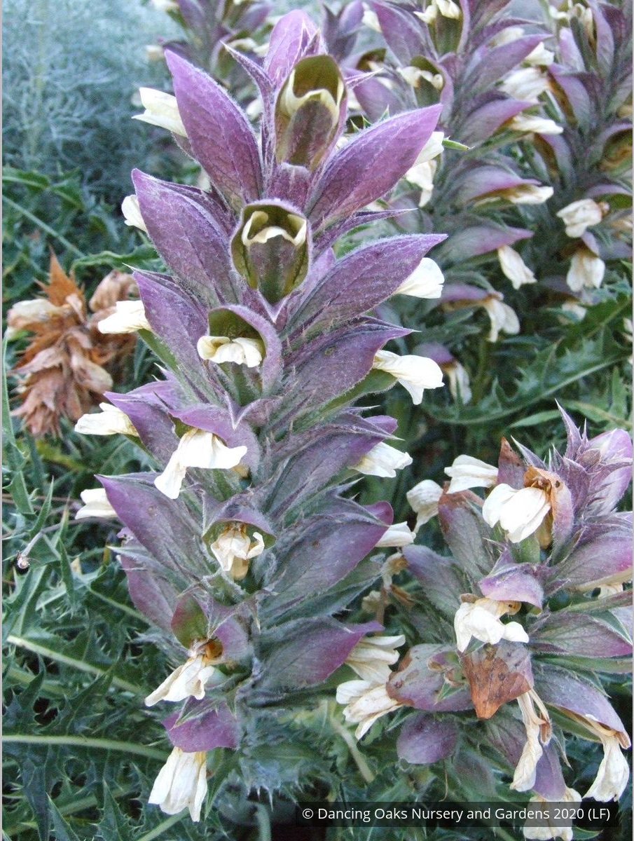 Perennials ~ Acanthus syriacus, Syrian Acanthus ~ Dancing Oaks Nursery and Gardens ~ Retail Nursery ~ Mail Order Nursery