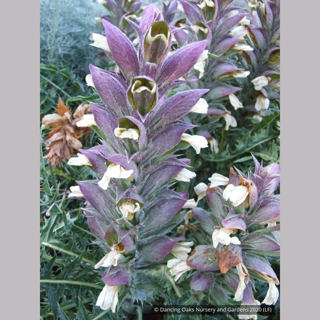 Acanthus syriacus, Syrian Acanthus - Dancing Oaks Nursery and Gardens