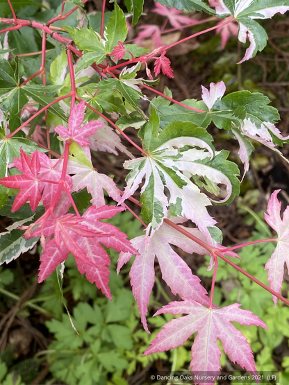 Acer palmatum 'Kotobuki', Japanese Maple