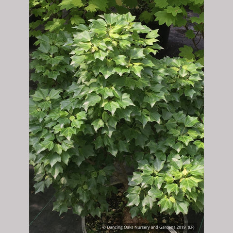 Trees ~ Acer buergerianum ‘Miyasama yatsubusa’, Dwarf Trident Maple ~ Dancing Oaks Nursery and Gardens ~ Retail Nursery ~ Mail Order Nursery