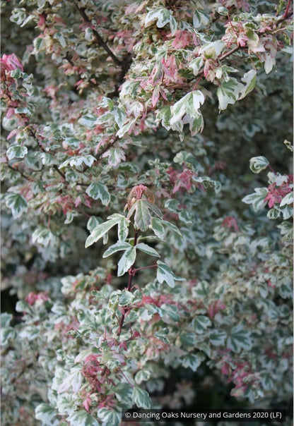 Trees ~ Acer campestre 'Carnival', Variegated Hedge Maple ~ Dancing Oaks Nursery and Gardens ~ Retail Nursery ~ Mail Order Nursery